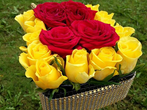 YELLOW AND RED ROSES