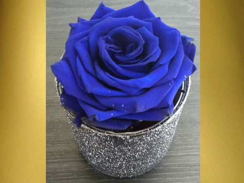 Blue Preserved Rose in small box