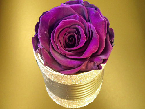 Lilac Rose in small box