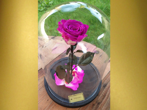 Pink Preserved Rose under the Glass (Beauty and the Beast style)
